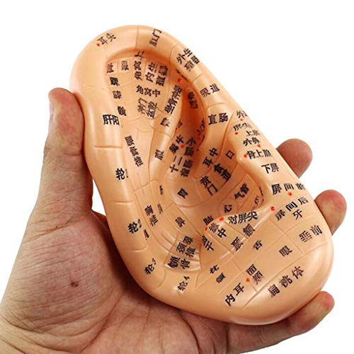 ZLF Ear Model High Definition Ear Reflex Zone Massage Model Standard Ear Acupoint Meridian for Lab Office Ornament Science Kits