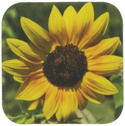 3dRose cst_42809_1 Colors of The Sun-Yellow Sunflowers-Floral Photography-Flowers-Soft Coasters, Set of 4