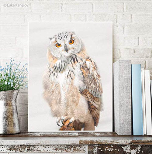 Short Eared Owl 12x16 inches Bird Fine Art Wildlife Photography Print Wall Decor