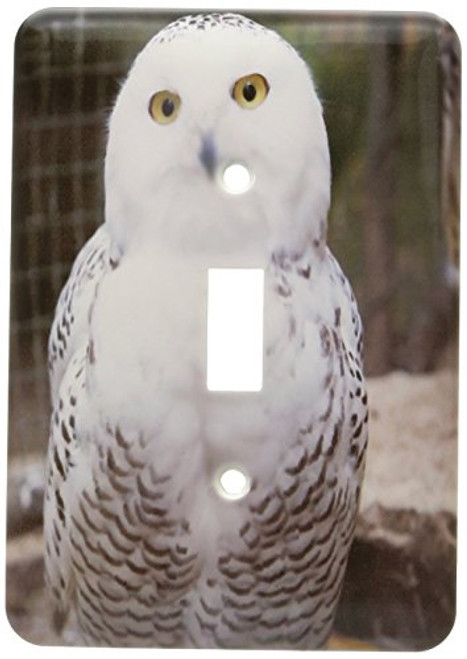 3dRose lsp_79143_1 Pretty White Snowy Owl Single Toggle Switch 3dRose lsp_79143_1 Pretty White Snowy Owl Single Toggle Switch
