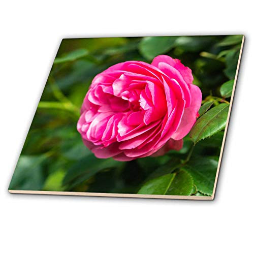 3dRose Alexis Photography - Flowers Rose - Dark pink rose flower green leaves. Summer in the garden - 12 Inch Ceramic Tile  ct_319949_4 3dRose Alexis Photography - Flowers Rose - Dark pink rose flower green leaves. Summer in the garden - 12 Inch Ceramic Tile  ct_319949_4