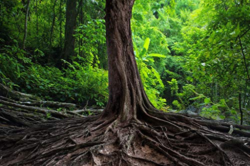 Puzzle 1500 Piece Wooden Puzzle Big Tree Root Very Challenging Adult and Teen Casual Jigsaw Puzzle 87x57cm