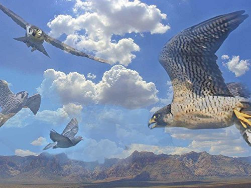 500 Piece Wooden Jigsaw Puzzle Bird ov Prey Falcon Large Puzzle Game for Adults and Teenagers 500 Piece Wooden Jigsaw Puzzle Bird ov Prey Falcon Large Puzzle Game for Adults and Teenagers