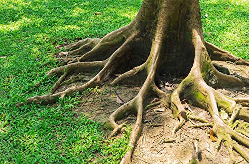 Adults Puzzle 1500 Piece Wooden Puzzle Curved Tree Roots Very Challenging Adult and Teen Casual Jigsaw Puzzle 87x57cm Adults Puzzle 1500 Piece Wooden Puzzle Curved Tree Roots Very Challenging Adult and Teen Casual Jigsaw Puzzle 87x57cm