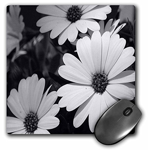 3dRose LLC 8 x 8 x 0.25 Inches White Daisies Mouse Pad (mp_20684_1)