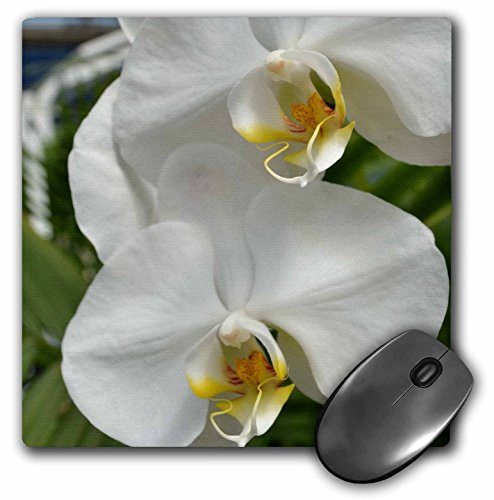 3dRose LLC 8 X 8 X 0.25 Inches White Orchids Mouse Pad (mp_23585_1)