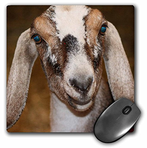 3dRose LLC 8 x 8 x 0.25 Inches Mouse Pad, Nubian Dairy Goat Doe White Stripe Caprine Sq (mp_156065_1)