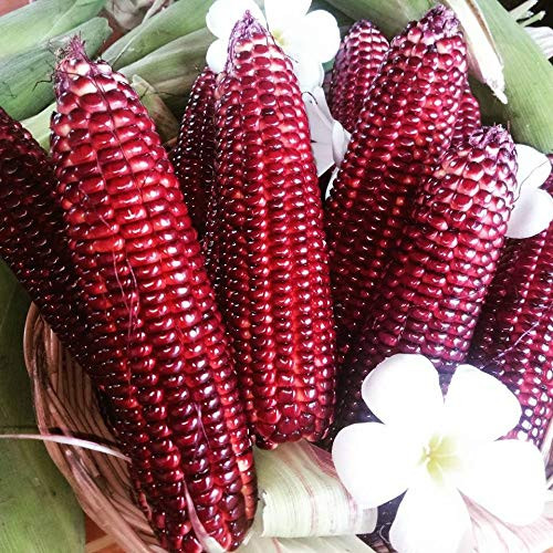 VietFA 50 Corn S??ds for Pl?nting - 20 S??ds - Strawberry Corn S??ds