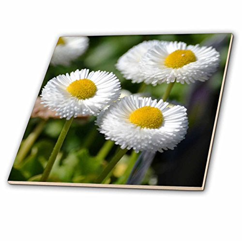 3dRose ct_50564_1 Spring Garden White English Daisies Flowers Ceramic Tile, 4-Inch