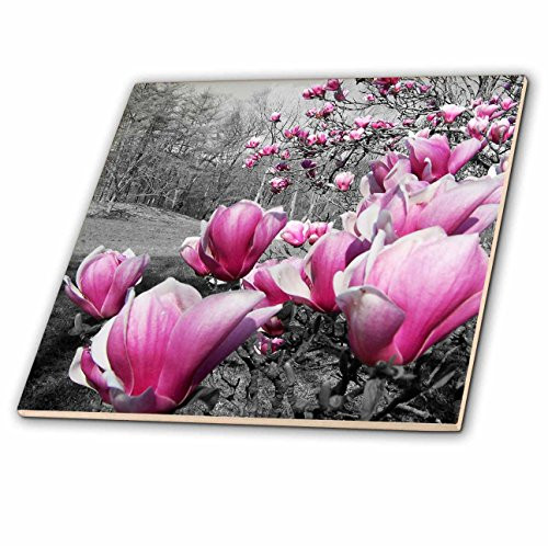 3dRose ct_20496_1 Spring Blossoms Featuring Pink Flowering Blossoms in a Black and White Picture Ceramic Tile, 4-Inch