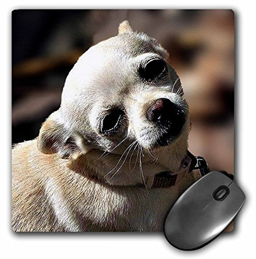 3drose White Chihuahua Posing for Photograph - Mouse Pad