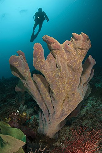 Posterazzi Diver and elephant ear sponge  Ianthella basta  Raja Ampat West Papua Indonesia Poster Print  11 x 17