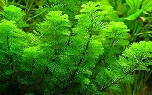 Green Cabomba Live Aquarium Plant Freshwater - Buy 2 Get 1 Green Cabomba Live Aquarium Plant Freshwater - Buy 2 Get 1