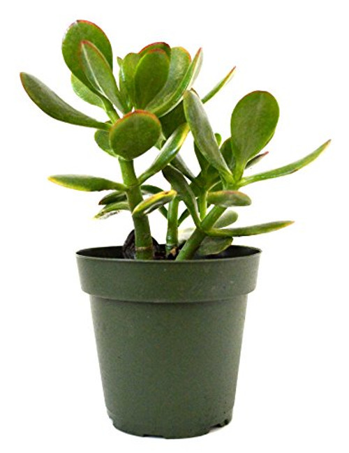 9GreenBox - Jade Plant Crassula ovata - 4 inch Pot 9GreenBox - Jade Plant Crassula ovata - 4 inch Pot