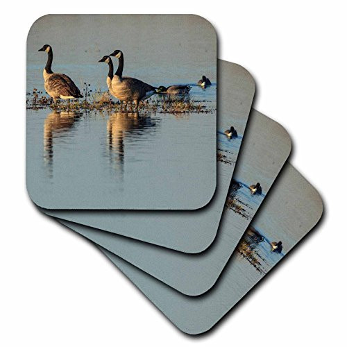 3dRose cst_205273_3 USA, Oregon, Basket Slough Nwr, Canada Geese, Branta Canadensis Ceramic Tile Coaster (Set of 4)