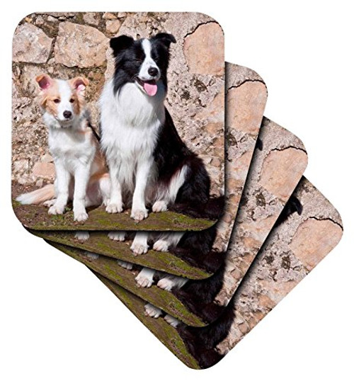 3dRose An Adult Border Collie Dog - Us05 Zmu0099 - Zandria Muench Beraldo - Ceramic Tile Coasters, Set of 4 (cst_88788_3)