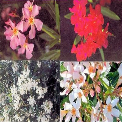 NERIUM OLEANDER 4 color mix BULK 100 seeds