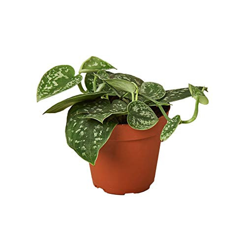 HOUSE PLANT SHOP   Pothos Silver Splash - 4 inch  Pot   Live Indoor Plant   Free Care Guide