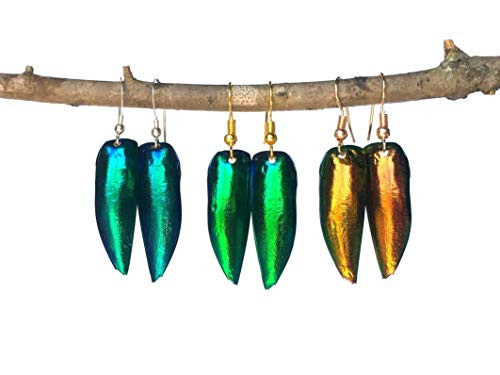 Real insect earrings for women Funky weird taxidermy jewelry Green jewel beetle wings elytra scarab Science teacher gifts biology