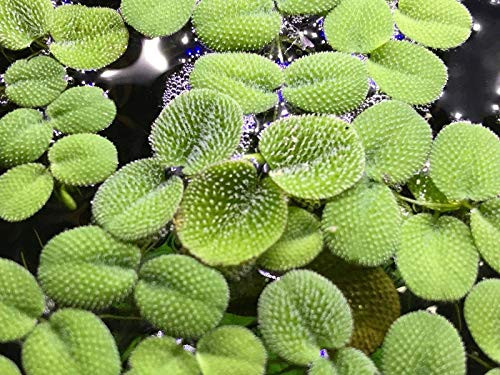 Salvinia Minima - Water Spangle - Tropical Floating Plant Aquarium Pond - 10 plus  Plants
