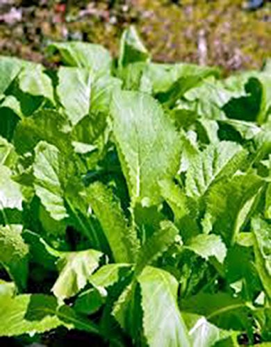 Mustard Greens Seed Old Fashioned Green Heirloom Non GMO 500 Seeds