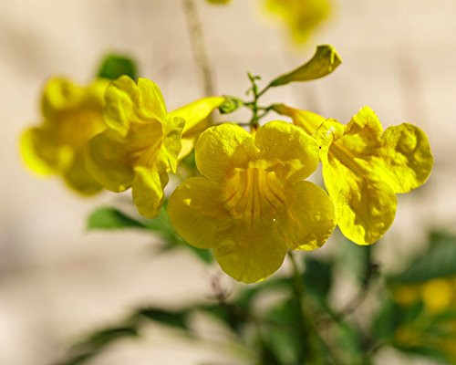 25 Seeds of Esperanza Seeds Yellow Bells Yellow Trumpetbush Yellow Elder Tecoma stans 25 Seeds of Esperanza Seeds Yellow Bells Yellow Trumpetbush Yellow Elder Tecoma stans