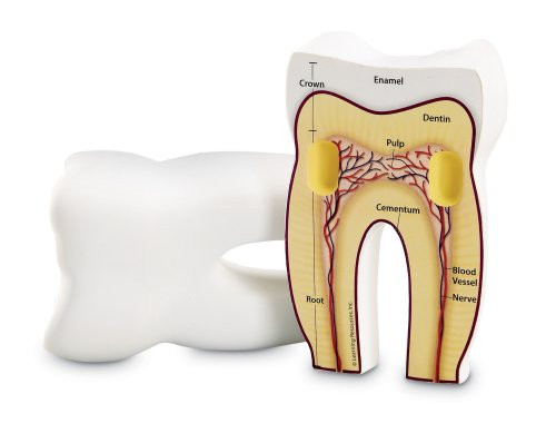 Learning Resources Cross-Section Tooth Model