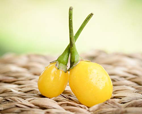Yellow Wiri Wiri Heirloom Pepper Premium Seed Packet Plus More Yellow Wiri Wiri Heirloom Pepper Premium Seed Packet Plus More