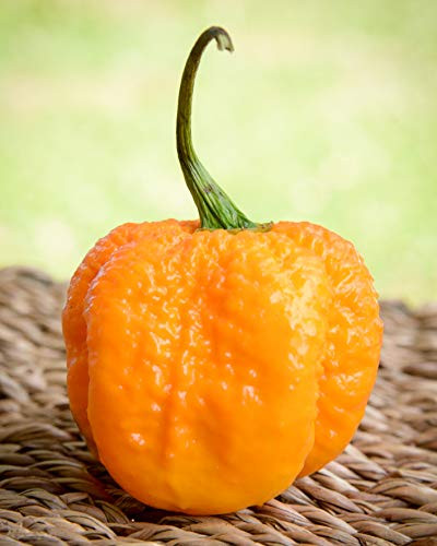 Yellow Carolina Reaper HP22B Pepper Premium Seed Packet Record Hottest in The World  Plus More