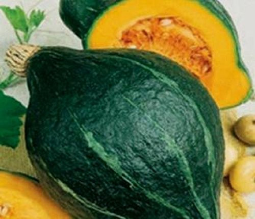 Heirloom Green Hubbard Winter Squash Warted 25 Seeds