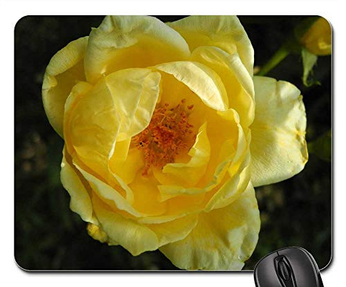 Mouse Pad - Yellow Rose Petals Pistils Macro Nature