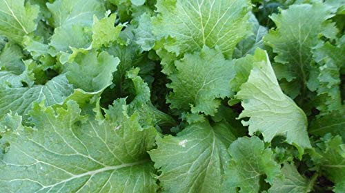 PAPCOOL 10 Mustard S??DS for Pl?nting - Green Wave Mustard S??DS for Grówing