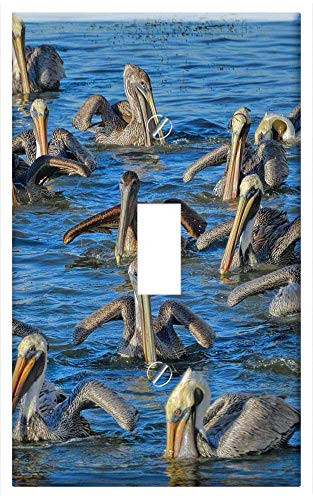 Switch Plate Single Toggle - Pelicans Brown Pelicans Birds Nature Wildlife
