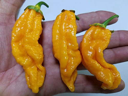 Naga Bubblegum Yellow Hot Pepper Seeds