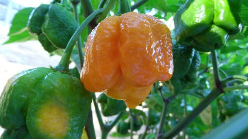 Trinidad Yellow 7 Pot 6 Dried Peppers