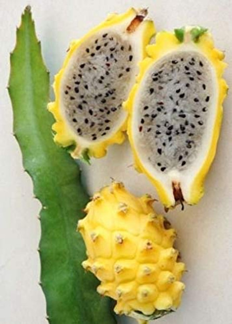 Hylocereus megalanthus - Yellow Dragon Fruit -Pitaya-Pitahaya Amarilla- 20_Seeds