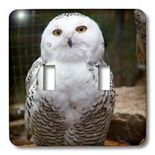 3dRose lsp_79143_2"Pretty White Snowy Owl" Double Toggle Switch 3dRose lsp_79143_2"Pretty White Snowy Owl" Double Toggle Switch