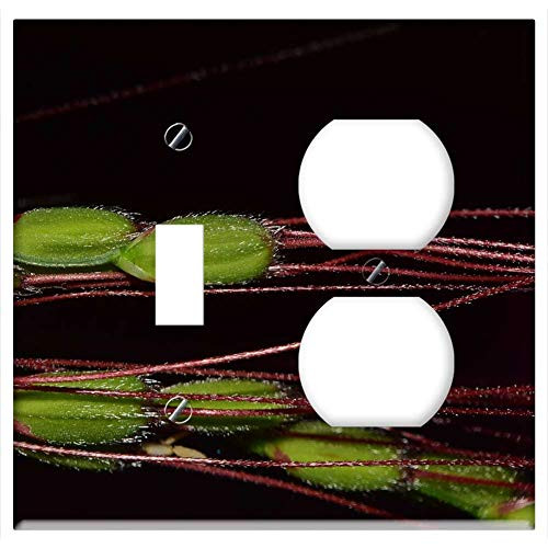 2-Gang Toggle Outlet Combination Wall Plate Cover - Rice Close Rice Grains Rice Plant Green Violet 2-Gang Toggle Outlet Combination Wall Plate Cover - Rice Close Rice Grains Rice Plant Green Violet