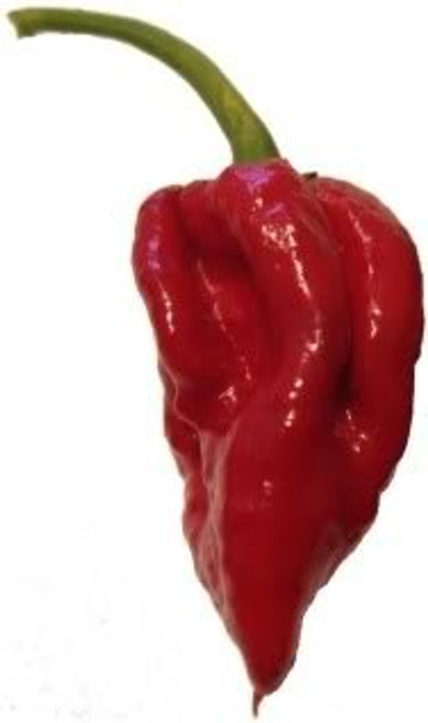 200 SANTA FE GRANDE PEPPER -Guero Chili Pepper / Yellow Hot Chili Pepper- Capsicum Annuum Vegetable Seeds 200 SANTA FE GRANDE PEPPER -Guero Chili Pepper / Yellow Hot Chili Pepper- Capsicum Annuum Vegetable Seeds