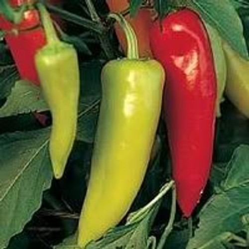 300 Hungarian HOT Wax Pepper -Hot Banana Pepper- Capsicum Annuum Vegetable Seeds 300 Hungarian HOT Wax Pepper -Hot Banana Pepper- Capsicum Annuum Vegetable Seeds