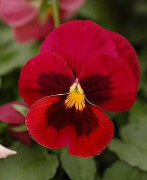 50 RED and BROWN PANSY Violet Viola Wittrockiana Flower Seeds 50 RED and BROWN PANSY Violet Viola Wittrockiana Flower Seeds