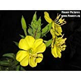1000 YELLOW EVENING PRIMROSE Oenothera lamarckiana Flower Seeds