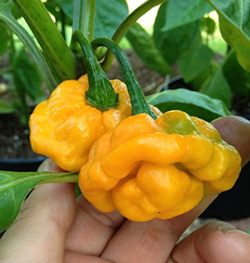 40 YELLOW SCOTCH BONNET PEPPER very hot Jamaican Capsicum Annuum Vegetable Seeds 40 YELLOW SCOTCH BONNET PEPPER very hot Jamaican Capsicum Annuum Vegetable Seeds