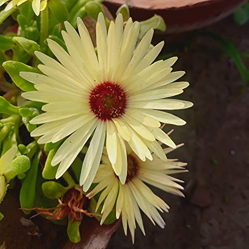 Outsidepride Livingstone Daisy Yellow - 5000 Seeds