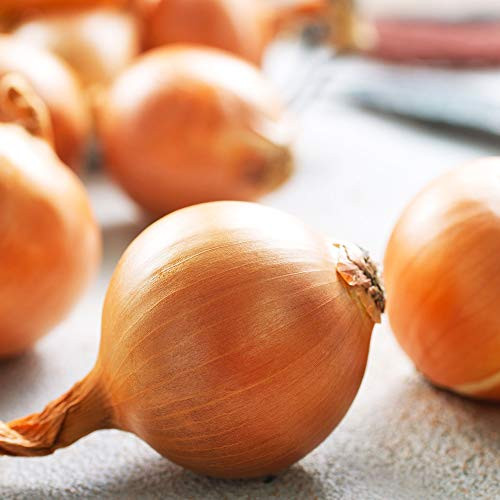 Onion Seeds - Hybrid - Yellow Granex PRR F1-1 g Packet ~300 Seeds - Allium cepa - Farm  and  Garden Vegetable Seeds - Non-GMO Hybrid Annual