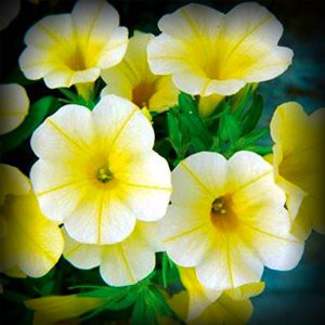 Baby Duck Yellow Petunia Flower Seed Pack 100 Stratisfied Seeds