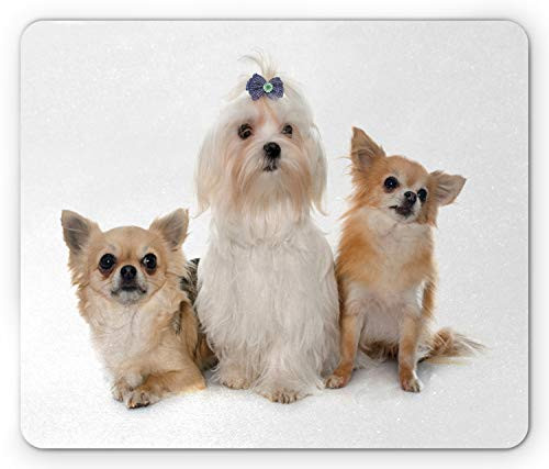 Ambesonne Puppy Mouse Pad Chihuahua and Maltese Breed Dogs Look Same Direction on Plain Backdrop Rectangle Non-Slip Rubber Mousepad Standard Size Pale Brown White