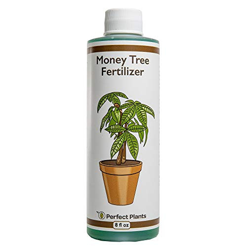 Perfect Plants Liquid Money Tree Fertilizer - 8oz. of Premium Concentrated Indoor and Outdoor Pachira Aquatica Fertilizer - Use with Containerized Houseplant Money Trees Perfect Plants Liquid Money Tree Fertilizer - 8oz. of Premium Concentrated Indoor and Outdoor Pachira Aquatica Fertilizer - Use with Containerized Houseplant Money Trees