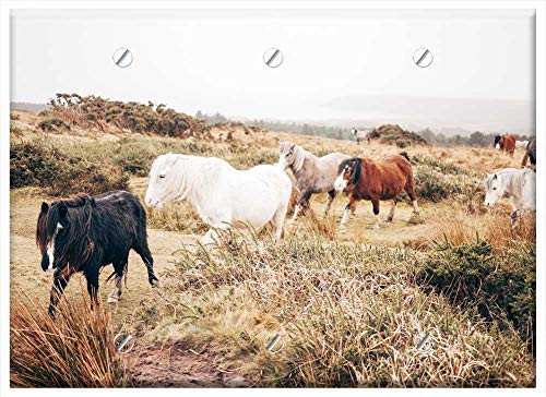 Triple Blank Wall Plate Cover - Horses Ponies Pony Wild Countryside Animals Farms Triple Blank Wall Plate Cover - Horses Ponies Pony Wild Countryside Animals Farms