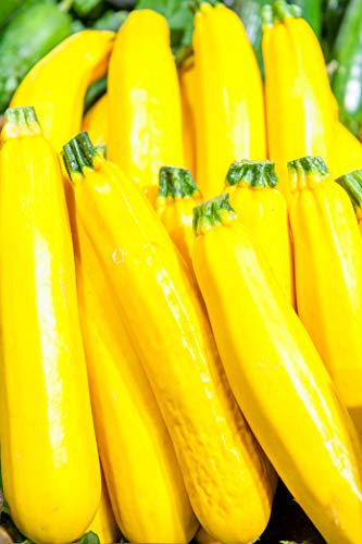 Sow No GMO Squash Summer Zucchini Golden Yellow Non GMO Heirloom 25 Seeds